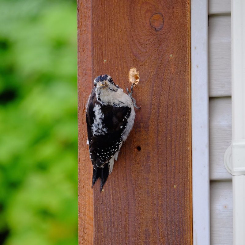 Woodpecker Holes Repair Process